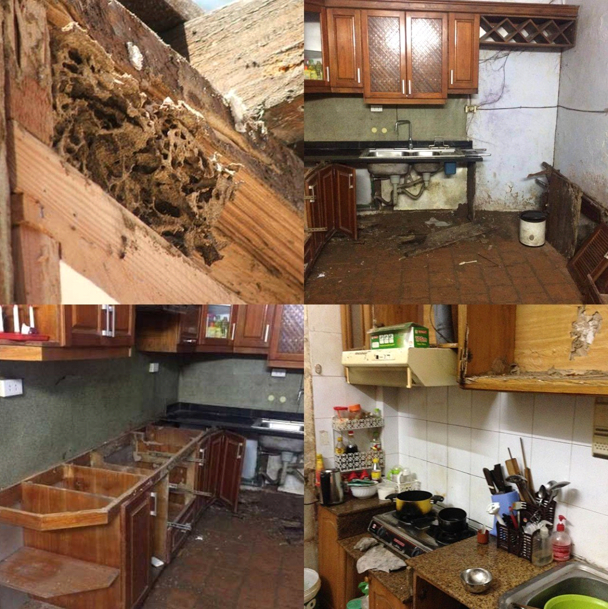 Hình ảnh mối mọt phá hoại tủ bếp