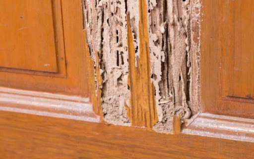Tủ bếp gỗ bị mối mọt tấn công
