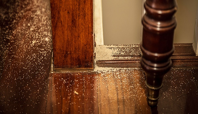 8+ Cách xử lý và chống mối mọt tủ bếp gỗ hiệu quả tại nhà 2