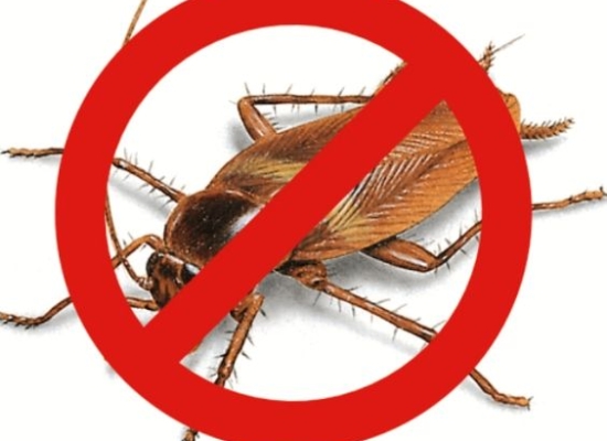 8+ Cách Xử Lý Và Chống Mối Mọt Tủ Bếp Gỗ Hiệu Quả Tại Nhà