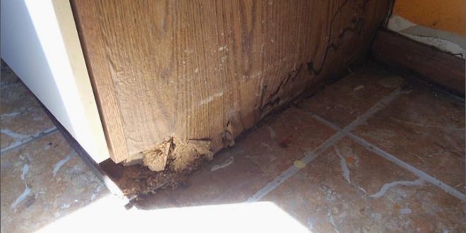 8+ Cách xử lý và chống mối mọt tủ bếp gỗ hiệu quả tại nhà 1